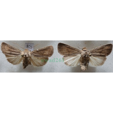 Hoplodrina blanda (Denis & Schiffermüller, 1775) pair Czech85j